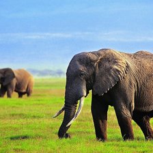 Схема вышивки «Слоны на воле»