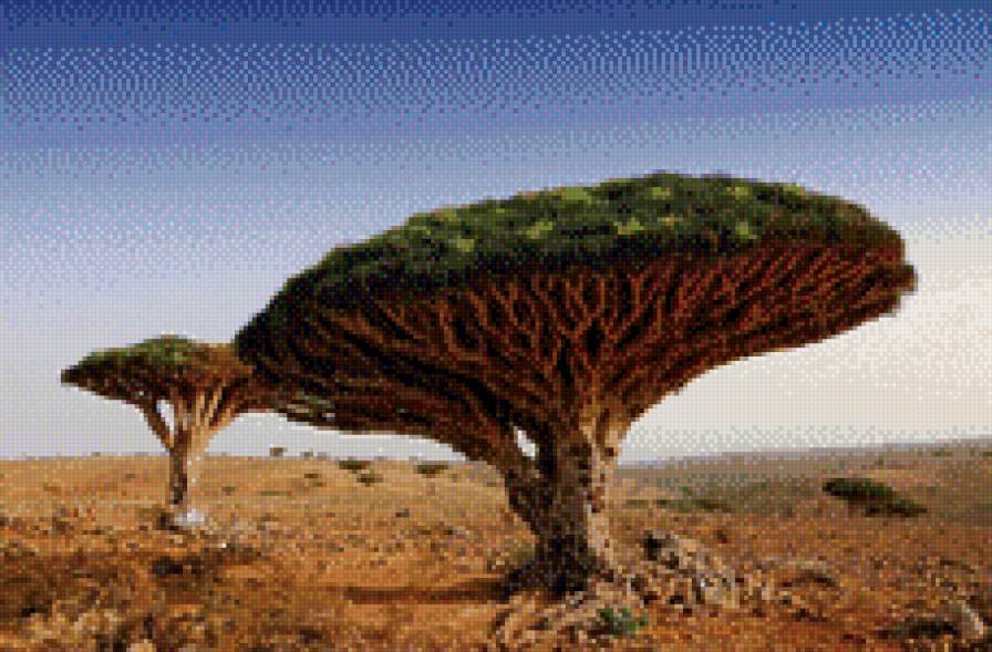 Деревья В пустыне - предпросмотр