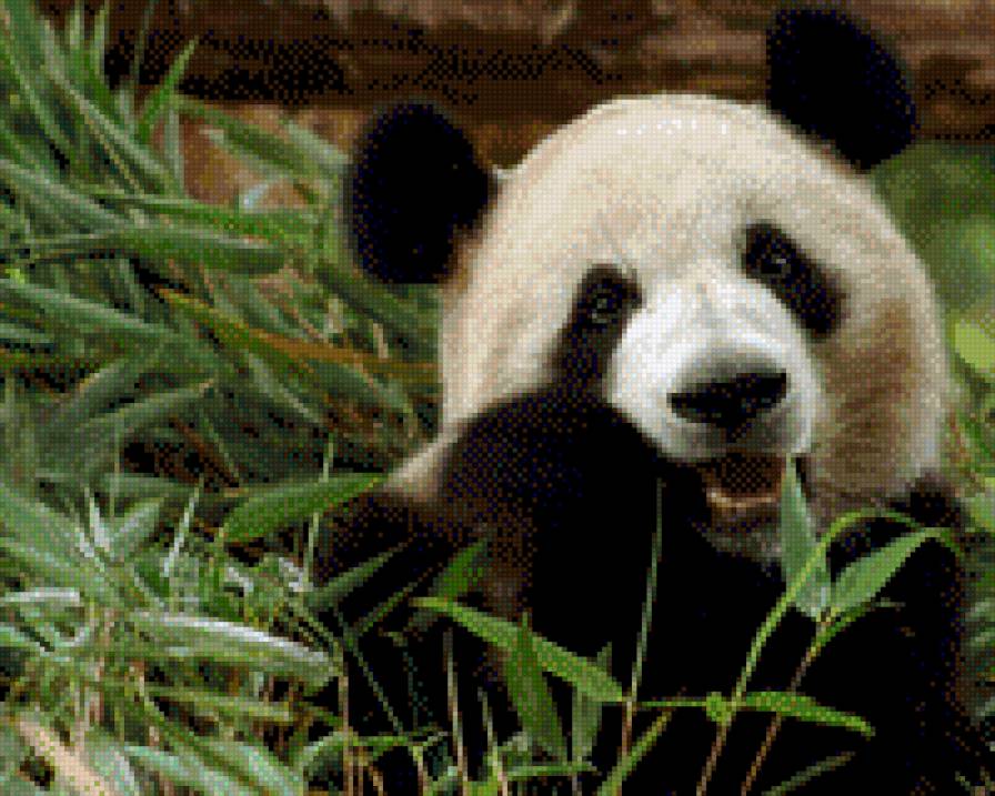 Коала - предпросмотр