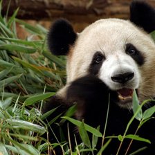 Схема вышивки «Коала»