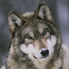 Схема вышивки «Волк»