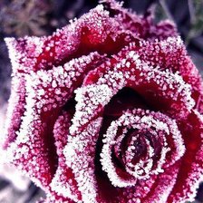 Схема вышивки «Роза на морозе»