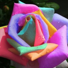 Схема вышивки «Роза»