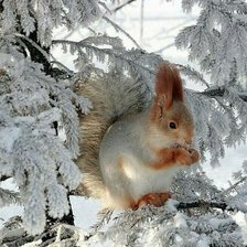 Схема вышивки «Белочка на заснеженной ветке»