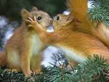 Схема вышивки «Белочки»