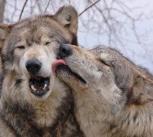 Пара волков