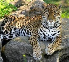 Схема вышивки «Киса»