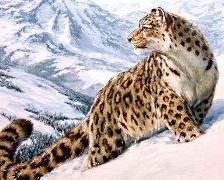 Схема вышивки «Ирбис»