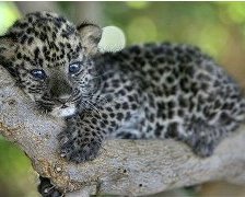 Схема вышивки «Лапочка»