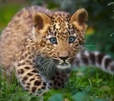 Схема вышивки «Малыш»