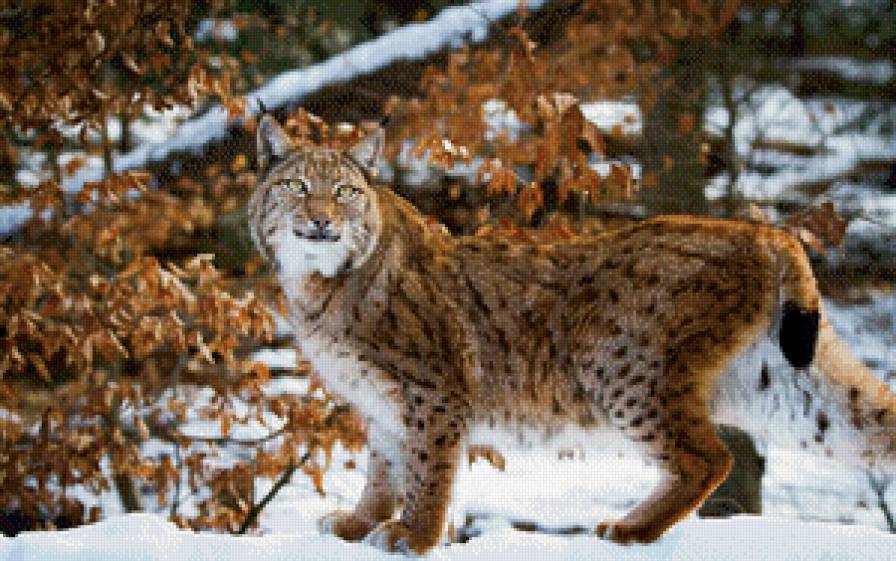 Рысь - животные - предпросмотр