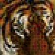 Предпросмотр схемы вышивки «Тигр» (№1079809)