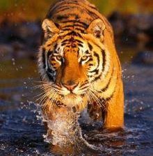 Схема вышивки «Тигр 4»