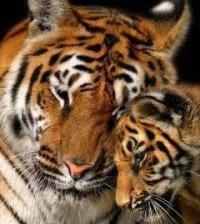 Схема вышивки «Тигры»