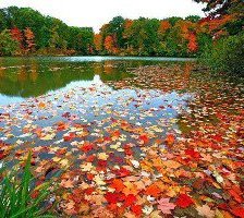 Схема вышивки «Листья на воде»