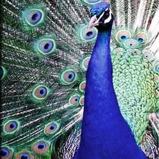 Схема вышивки «Триптих-Павлин ч.1»