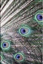 Схема вышивки «Триптих-Павлин ч.2»