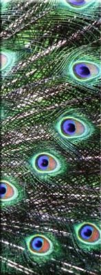 Триптих-Павлин ч.3 - триптих, птицы, павлин - оригинал