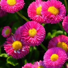 Схема вышивки «Маргаритки»