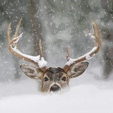 Схема вышивки «Elen»