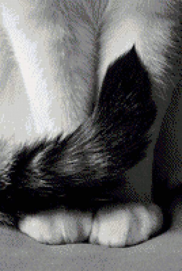 Ccatt - предпросмотр