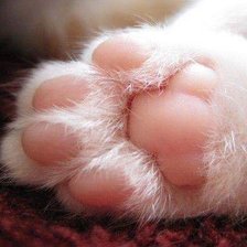 Схема вышивки «Foot»