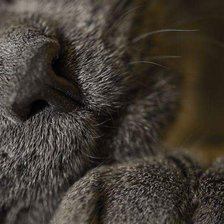 Схема вышивки «Catnose»