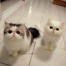 Схема вышивки «Cats»