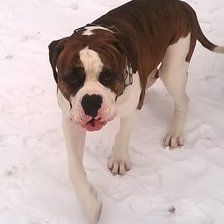 Схема вышивки «Тайгер»