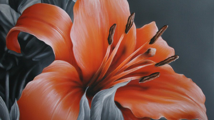 цветок лилии - цветы, лилии - оригинал