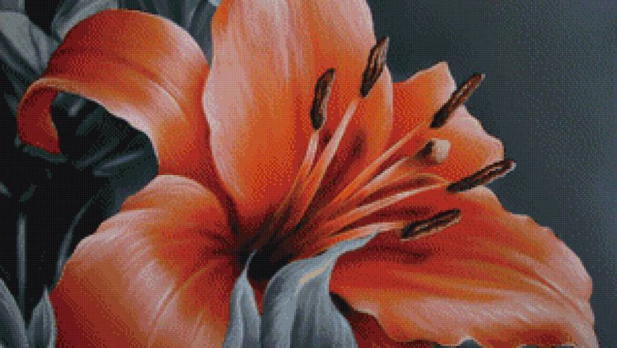 цветок лилии - лилии, цветы - предпросмотр