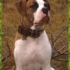 Схема вышивки «Тайгер 3»