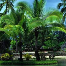 Схема вышивки «пальмы»