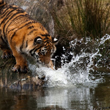 Схема вышивки «тигр на водопое»