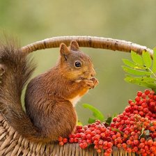 Схема вышивки «Белочка»