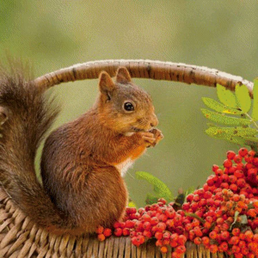 Белочка - предпросмотр