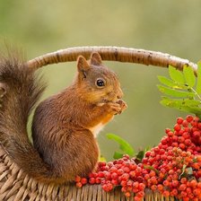Схема вышивки «Белочка»