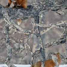 Схема вышивки «Лисички»