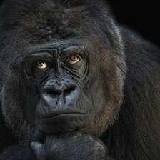 Схема вышивки «Гарила 2»