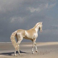 Схема вышивки «Gold horse»