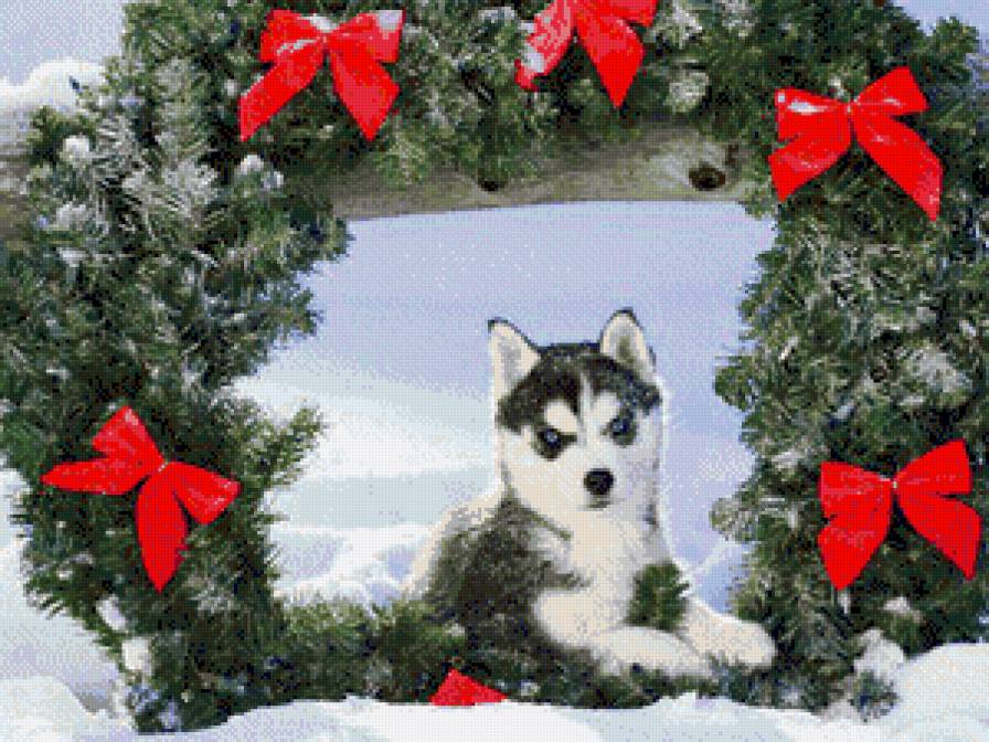 Щенок Хаски - зима, снег, собачка, елки - предпросмотр
