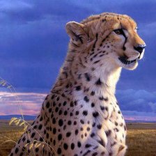 Схема вышивки «Хищник»