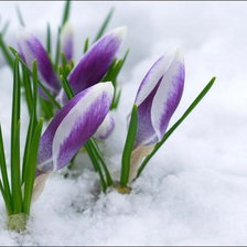 Схема вышивки «крокусы»