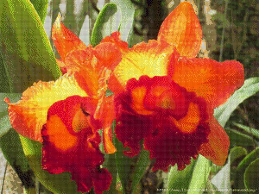 нарсисы - цветы.нарчисы - предпросмотр