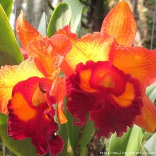 Схема вышивки «нарсисы»