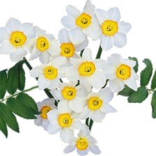 Схема вышивки «нарчисы»