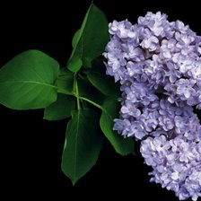 Схема вышивки «сирень»