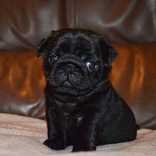 Схема вышивки «Mops1»