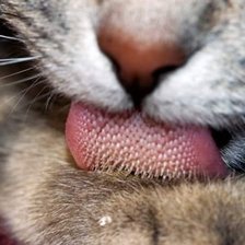 Схема вышивки «Csat»