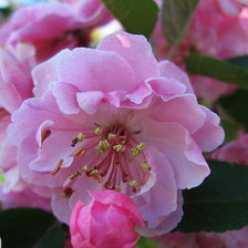 Схема вышивки «цветок яблони»